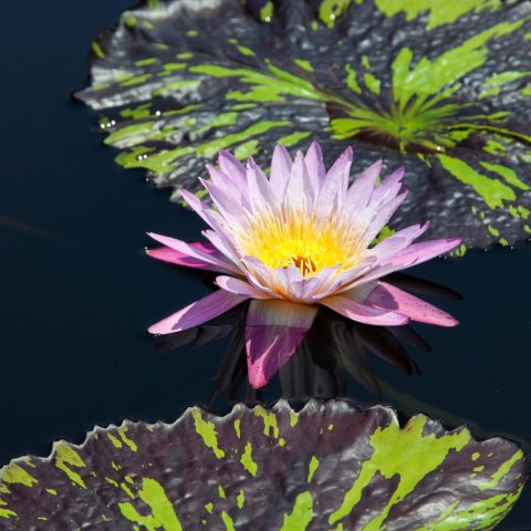 The white blooms are richly flecked and streaked with purplish pink, complemented by strongly mottled foliage.
