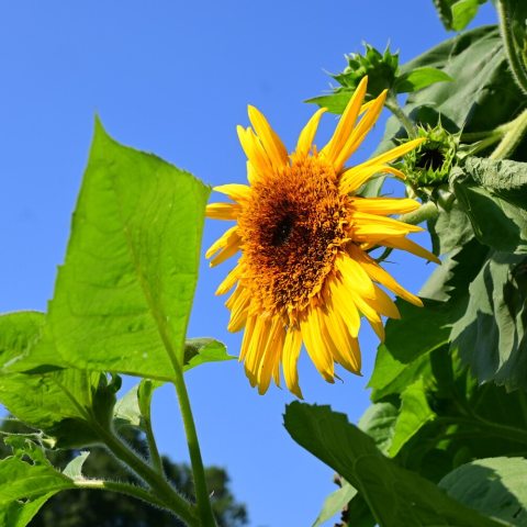 8 to 12 long, slender, bright-yellow ray florets which give the blossom its distinct "thin-petaled" look.