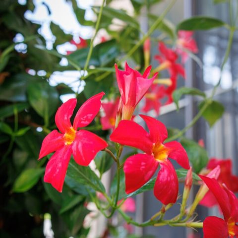 Vibrant, flat pinwheel-shaped coral-pink flowers, narrow glossy green leaves.