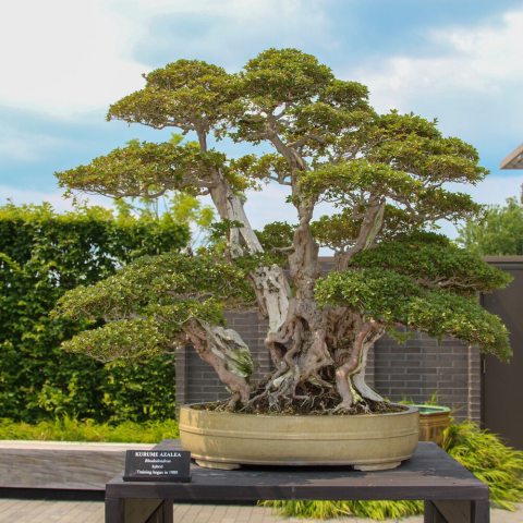 Grown predominantly as multi-stemmed clump style, where numerous tight trunks emerge from a unified, powerful root base to mimic a miniature grove or an ancient forest fragment.