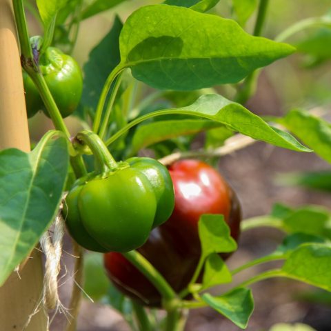 Sweet heirloom pepper variety produces small, round and squat sweet peppers; from green to red when fully mature.