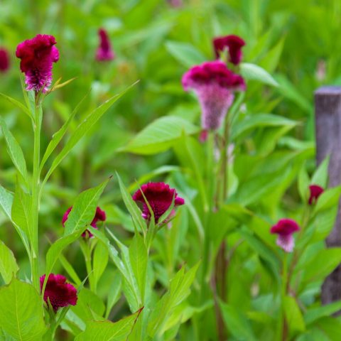 Deep burgundy, cockscomb-style flowers are produced on tall, well-branched plants.  