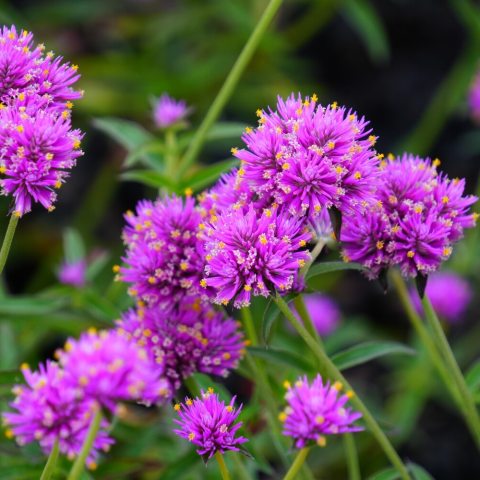 Vibrant hot pink globe-shaped flowers and dark green simple leaves.