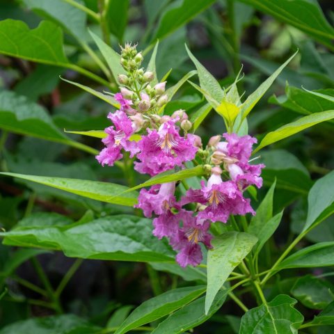 Shades of light pink, dark pink, or white, featuring a yellowish throat lined with distinct purple or orchid-like nectar guide stripe in upright terminal clusters.