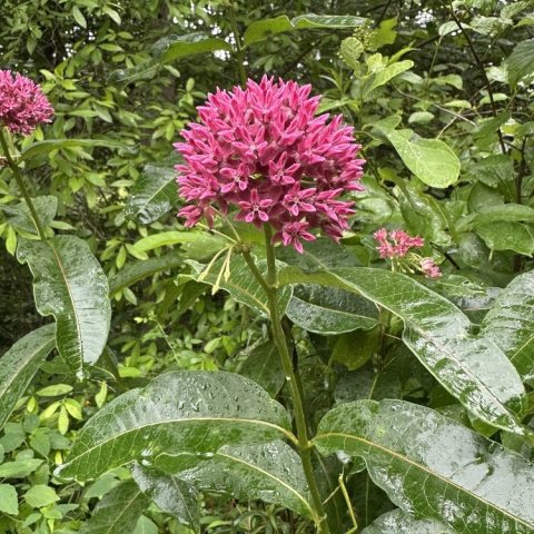 Rich star-shaped rose-purple flowers in rounded terminal clusters and large, opposite green leaves with pointed tips.