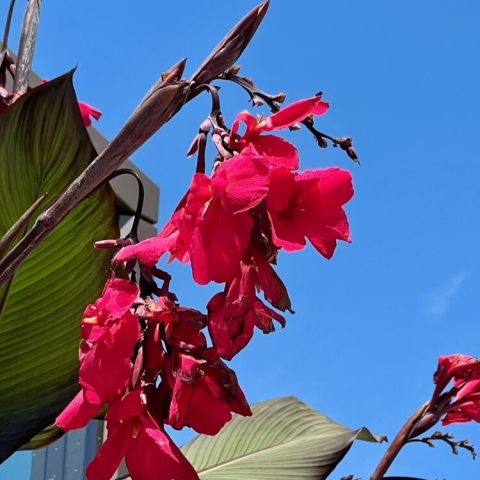 Bright red flower clusters with broad to medium greenish-maroon leaves. 
