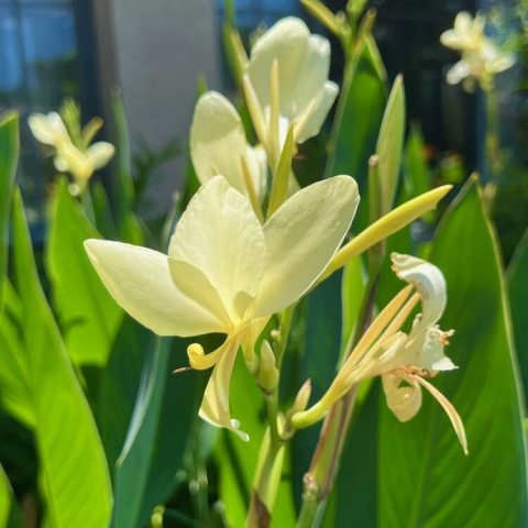 delicate, pale to butter-yellow flowers measuring about 3 to 4 inches with very long narrow leaves. 