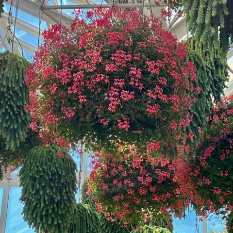 Prolific clusters of small, coral-to-salmon pink flowers on trailing stems. 