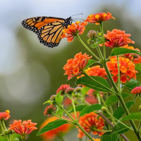 Small, multi-colored tubular florets packed into tight, rounded dome-like clusters, with a monarch butterfly.