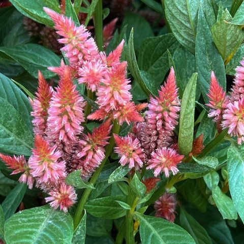 Vibrant, bright orange cylindrical flower spikes with a central spiky plume surrounded by smaller supportive side spikes.