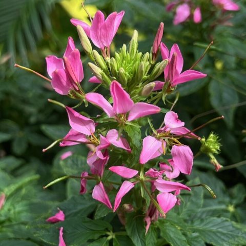 Brilliant, warm rose-pink spidery blossoms packed into dense, terminal flower heads rising above dark green foliage