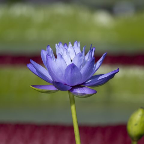 Multi-petaled blue flower on long green stem