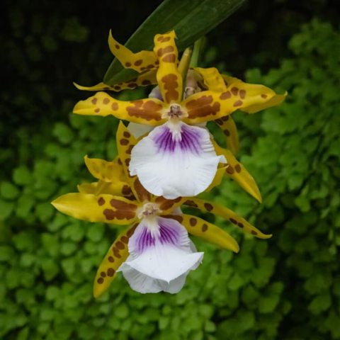 Flower with thin, brown-spotted, yellow petals surrounding and a large white and purple petal.
