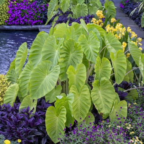 Large, yellow-green heart-shaped leaves near water fountain