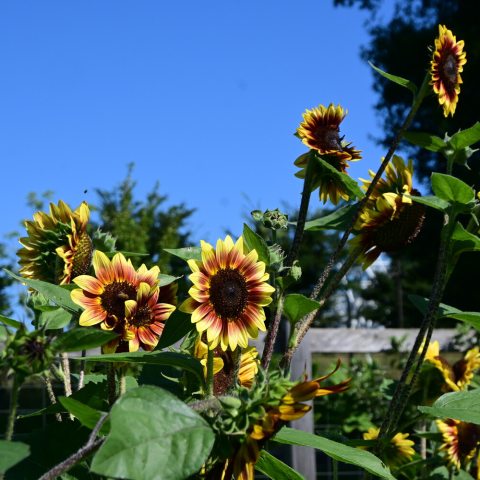 Tall, single flowers on long stems facing the sun