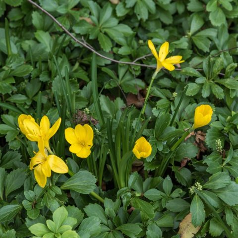 A vivid, rich golden-yellow bulbous perennial featuring crocus-like flowers that bloom in autumn.