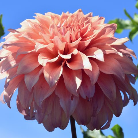 Peach-colore, multi-petaled flower against a bright blue sky