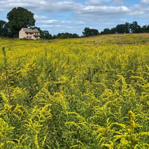 Tiny individual flower heads bloom in dense showy golden-yellow , flat-topped clusters, or cascading, pyramid-shaped plumes. 