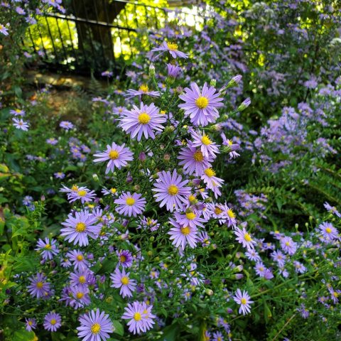 Masses of small, lavender-colored, daisy-like flowers above green leaves