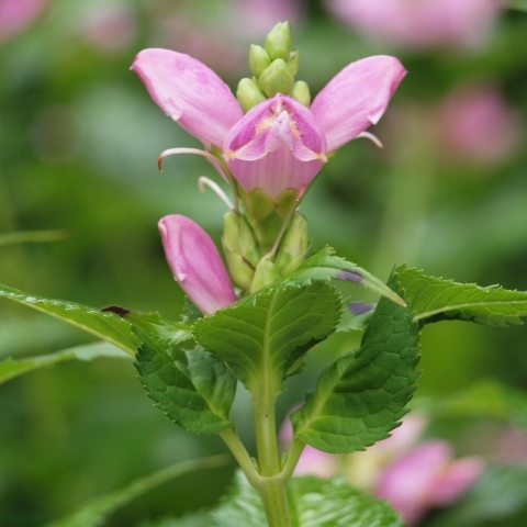 Hooded snapdragon-like two-lipped flowers that resemble an open-mouthed turtle's head. 