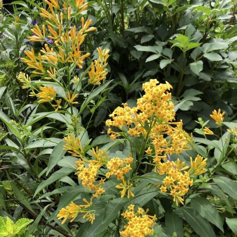 Multi-flowered  golden-yellow clusters are distinctly tubular or trumpet-shaped with flared tips.   