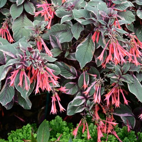 Dramatic variegated foliage, showcasing purple-flushed grey-green leaves with distinctive purple veins, vibrant cream-colored margins, and bright pink undersides, with clusters of slender, pendent, flowers, that have elongated coral-to-orange tubes and sepals with coordinating petals.