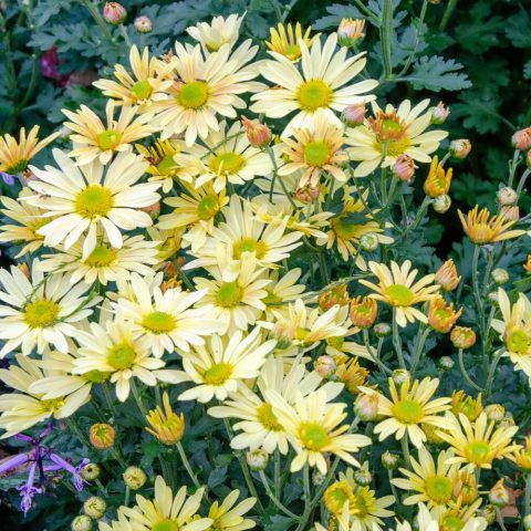 Single, apricot-yellow, daisy-like flower heads with showy ray florets surrounding a sunny yellow central disk.