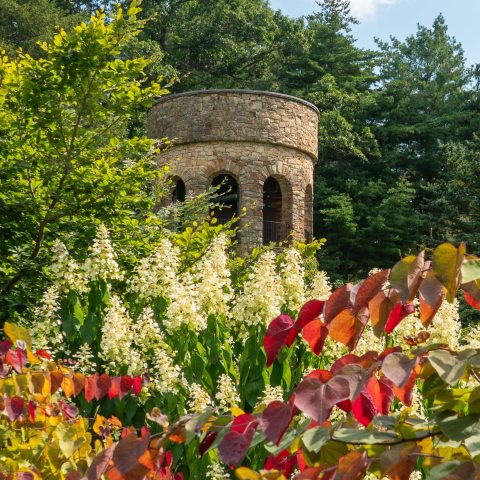 Large, off-white clusters of flowers in front of a stone tower