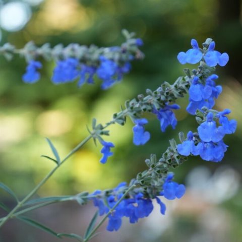 Bright blue flowers on long meandering stems.