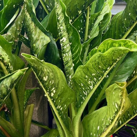 The large, broad, paddle-shaped leaves feature a deep-green base color heavily mottled with irregular medium-to-light green patches and speckled with white or pale-yellow dots, resembling living camouflage.