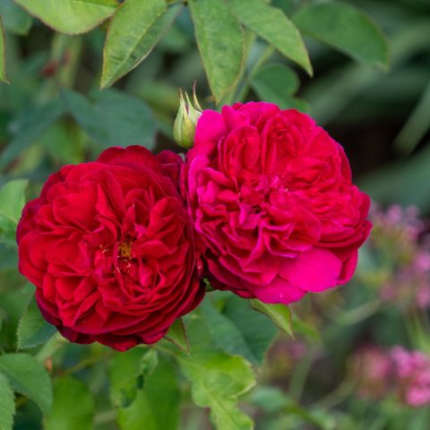 Showy fragrant fully double red flowers at the ends of the branches.