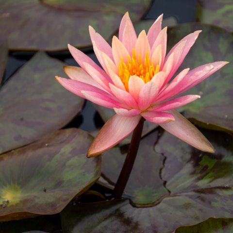 Light, peachy-pink flower with many petals on tall stem above leaves floating on water