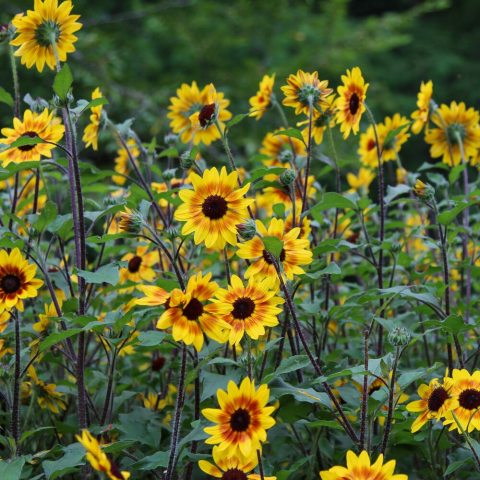 A multi-branching, compact hybrid plant that produces continuous 4-inch golden-yellow blooms featuring a distinct reddish inner ring and a dark brown center.