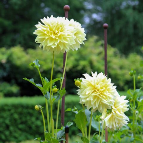 Informal decorative dahlia with abundant clusters of gold-yellow blooms. 