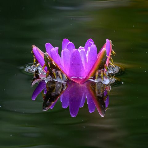 Small to medium-sized flowers that  bloom just above the water's surface; outer petals are deep purple-violet, blending into a pale or white center.