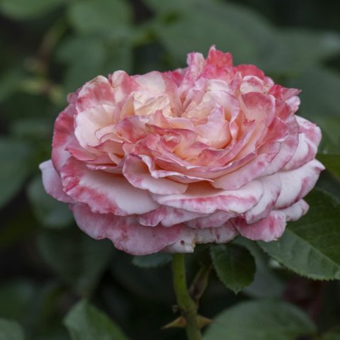 A hybrid ornamental tea rose, with soft ballet pink and rich apricot and peach undertones.