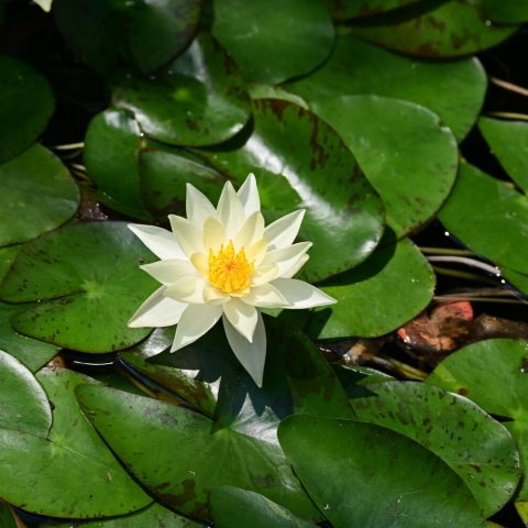 Soft lemon-yellow petals with dark golden stamens, measuring 1 to 2 inches across.