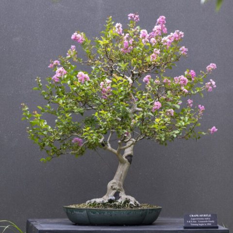 Features abundant clusters of showy, pink crinkled flowers with crepe paper-like petals, with a smooth, pinkish-gray bark. 