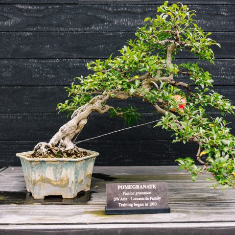 Small leaning tree in pot with red round fruit
