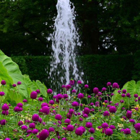 Round clusters of bright purple flowers in front of a tall fountain of water