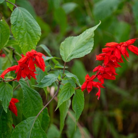 Crimson-red long-tubed, drooping flowers are born in large, dense, whorled clusters on graceful, arching wands of bloom. 