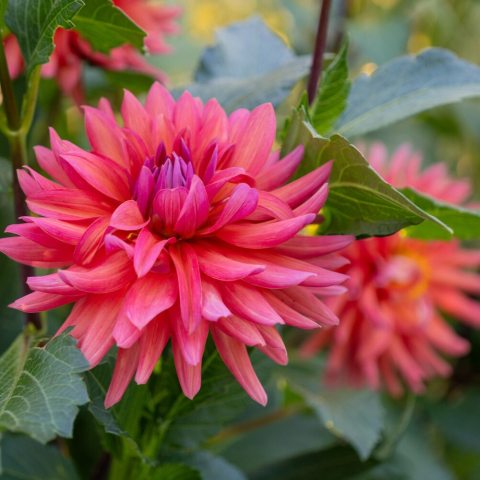 Fully double, spiky semi-cactus blooms; the ray florets (petals) are broad at the base, elegantly pointed at the tips, giving the flower heads an airy, dynamic sense of movement.