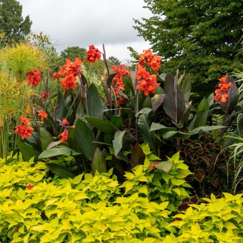A profusion of showy bronze-orange blooms tops deep bronze-colored tropical foliage.