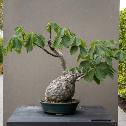 A striking caudex-forming tree widely valued in bonsai cultivation for its swollen, water-storing trunk and deep, glossy green leaves.