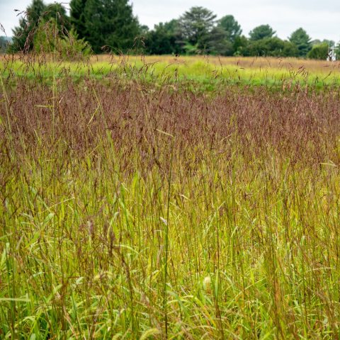 Open, pyramidal, and drooping flower panicles with widely spaced, reddish-purple spikelets.