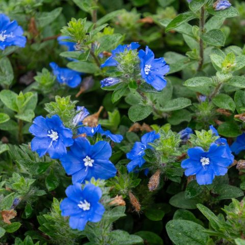 Vivid, star-shaped true-blue flowers with white centers that open in the sunlight and close at night or on cloudy days.