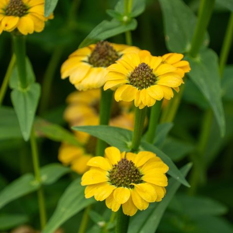 Erect annual wildflower featuring daisy-like flower heads with vivid red, maroon, pink, or yellow ray florets surrounding a center of yellow disc florets