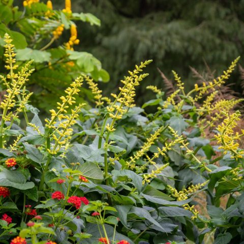 Robust, fast-growing annual that grows upright, reaching heights of 6 to 8 feet, with erect, fuzzy, 12- to 18-inch terminal yellow flower spikes.
