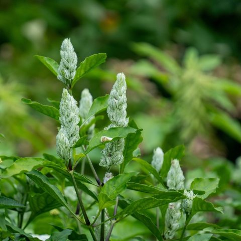 Distinctive, overlapping, papery bracts that are white to pale green with prominent, contrasting green or purplish veins.