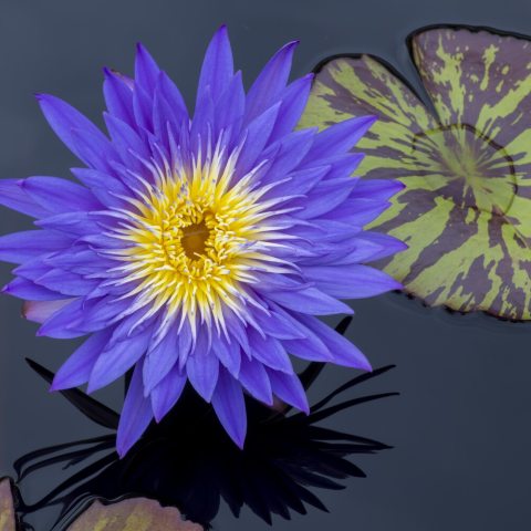 Vivid blue-purple petals that contrast sharply with a bright yellow center, with mottled lily pad.  